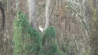 Rare Piebald Deer