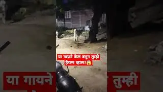 या गायने केलं बगून तुम्ही हैराण व्हाल?😱 #shorts #ytshort #shortsfeed