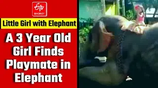 A 3 Year Old Girl Finds Playmate in Elephant | Heart Warming Story of a Little Girl With Elephant