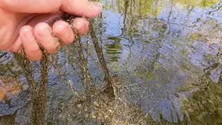 American Toad Eggs In String