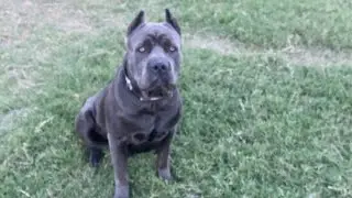RUFFHOUSE CANE CORSO SCAM pt2