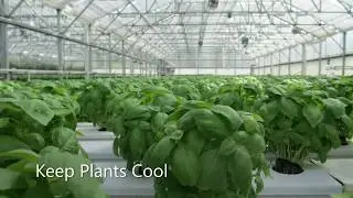 Cooling A Greenhouse Using Fog | MicroCool