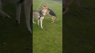 NORTHERN INUIT - GHOST aka DIREWOLF