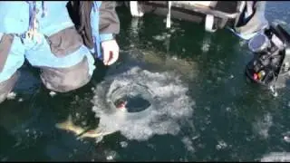 ice quake 1.mp4