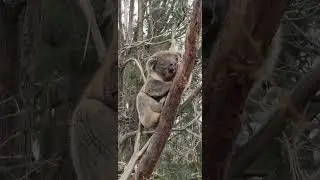 Super cute Koala getting ready to sleep
