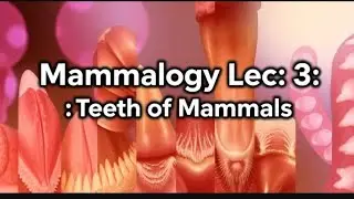 Mammalogy Lec:3 Teeth of Mammals 🦷🐬🦣🐿️| Detailed explained, diff teeth in diff mammals, #mammalogy 