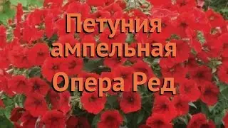 Петуния ампельная Опера Ред (opera red) 🌿 Опера Ред обзор: как сажать, семена петунии Опера Ред