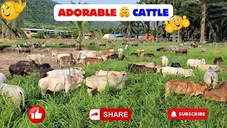 Dr. P. krishnam raju created breed | Nadipathy Cattle | #youtube #viral #reels #miniature #youtube