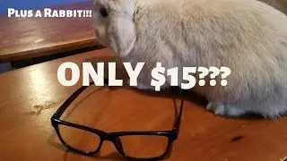 $15 ALTERNATIVE GUNNAR GLASSES??? My first impression. (Plus a RABBIT!!!)