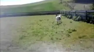 Ponybande :)
