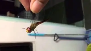Dragonfly in the house