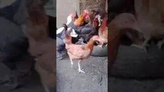 PURE DESI HEN AND COCK  (for sale)