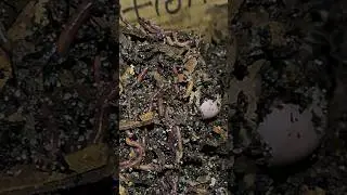 Red wiggler worms and castings for sale!!!