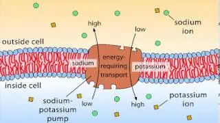 Primary Active Transport