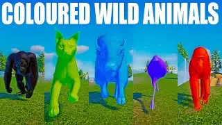Coloured Wild Animals Speed Races in Planet Zoo included Emu, Caracal, Bison, Mandrill etc...