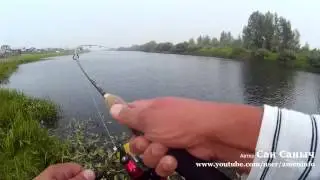 Пара летних окуней на Блек Фури от Мепс