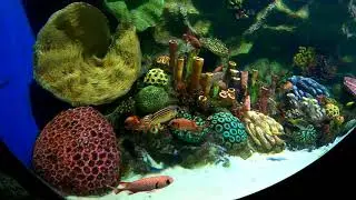 Relaxing video of VGP Marine Kingdom | Nature & US | Prakash Agumbe