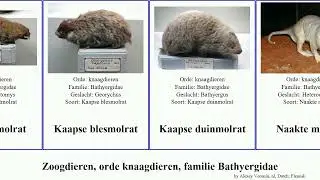 Zoogdieren, orde knaagdieren, familie Bathyergidae cryptomys mammal Kaapse duinmolrat mechowi Rum