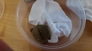 Unboxing Mexican Ornate Slider and Ouachita Map Turtles from The Turtle Source