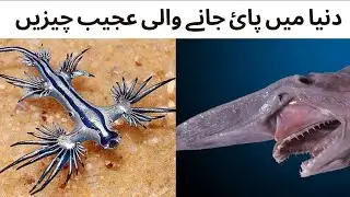 5 Strange things in world || World strange things || رنیا میں پائ جانے والی عجیب چیزیں