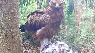 &hearts;️&hearts;️ chicks childhood. video 2. LESSER SPOTTED EAGLE LIVE. MAZAIS ERGLIS. LIGZDA ZEMGALE CLANGA 2025