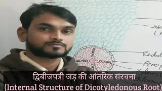 द्विबीजपत्री जड़ की आंतरिक संरचना (सूरजमुखी)/Internal Structure of Sunflower Root/Dicot