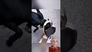 Dog Didn&rsquo;t Expect That Paw Attack!