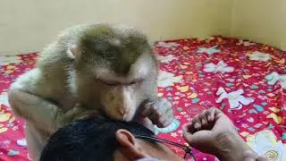 Smart Monkey Boki Creates Gentle Sounds That Help You Unwind And Find Peace