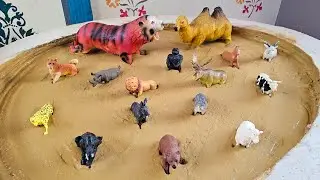 Cleaning Muddy Wild Animals and Domestic Animals From the Mud | Playful Learning