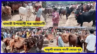 2026 খামারী উপযোগী গরু আমদানী ।দুই ওচার দাঁতের ষাঁড় গরু বামুন্দী বাজার   Bamundi  Gone Merherpur