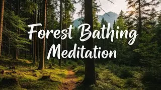 Guided Grounding Meditation for Forest Bathing