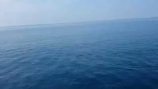 Delphine im Meer - Urlaub Schiffstour Ausflug Side Türkei