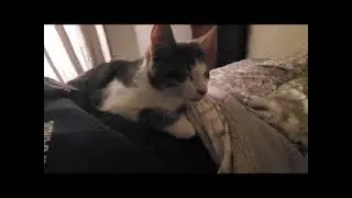 Looking for a sweet, snuggly lap cat? Look no further! Rod is the kitty for you!