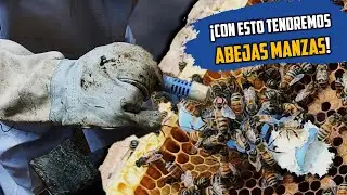 Cómo cambiar abeja reina de forma FÁCIL | cambio de abejas reinas🐝