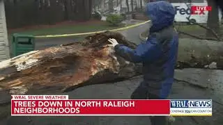 Large tree falls in Raleigh neighborhood, showing power of storm
