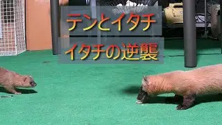 テンとイタチ　イタチの逆襲