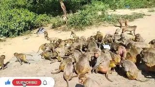 What Happened Suddenly 😱😱 All The Monkeys Got Scared 😱😱#trending #youtube #monkey #viral #foryou