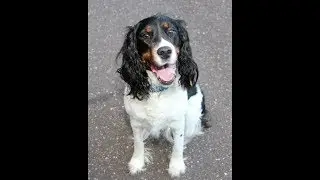 ***How To Potty Train A Field Spaniel Puppy Free-Mini Course***