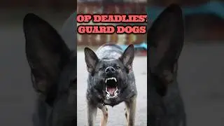 Top DEADLIEST Guard Dogs! 💀💀 #dog #pets #animals #shorts #viralshorts #foryou