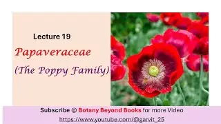 Papaveraceae / The Poppy Family