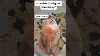 Food = Energy #cookingcrossing #2026 #cat #funny