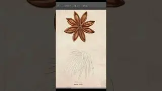Star anise illicium verum botanical illustration #art #flowers #drawing