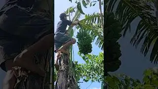 Harvest ng Banana (saging Sabah) #adventure #farming #farmingadventure #farming #fruit #banana #food