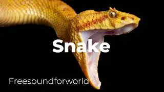 Snake Sound effect