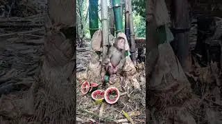 Why Is This Monkey Wearing Pants? #monkeyvideo #monkey #monkeysr #babymonkey #monkeychallenge