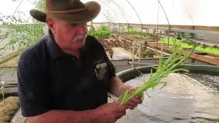 Jade Perch Love Eating Cos Lettuce