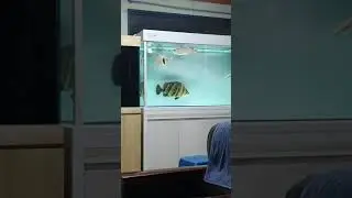 대물 다트니오 ^^ datnioides 46cm(indonesian tiger fish)