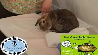 Elderly & Disabled Rabbits 2 - Demos