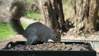Cat TV Bird Feeder Camera 4k Hawthorn Tree Feeding Friday