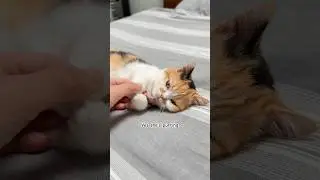 Purring baby Munchkin cat 🐱🩷 #munchkincats #munchkinkitten #munchkin_cat #kittenvideos
